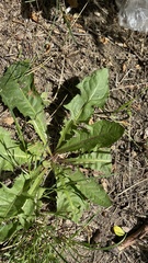 Taraxacum officinale