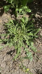 Capsella bursa-pastoris