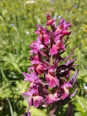 Dactylorhiza sambucina