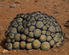 Copiapoa longistaminea