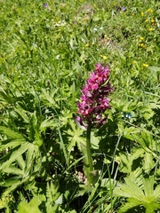 Dactylorhiza sambucina