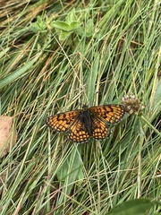 Melitaea parthenoides