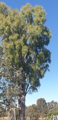 Eucalyptus bridgesiana