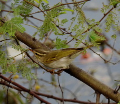 Phylloscopus occipitalis