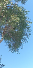 Eucalyptus bridgesiana