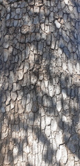 Eucalyptus bridgesiana