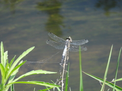 Orthetrum cancellatum