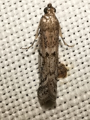 Ephestia mistralella