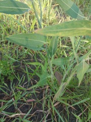Chondrilla latifolia