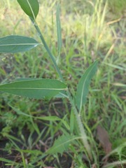 Chondrilla latifolia