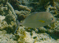 Caranx melampygus
