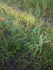 Chondrilla latifolia