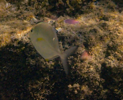 Caranx melampygus