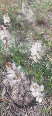 Astragalus versicolor