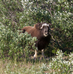 Ovibos moschatus