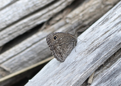 Cercyonis oetus charon