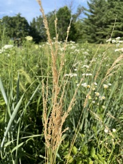 Sphenopholis obtusata