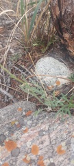 Smelowskia alba