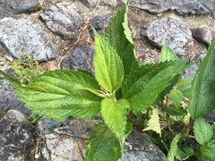 Boehmeria sieboldiana