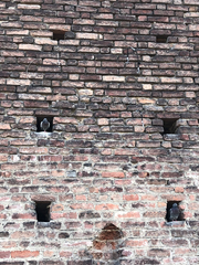 Columba livia domestica