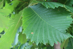 Cameraria ohridella