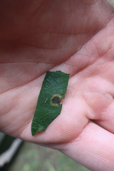 Cameraria ohridella