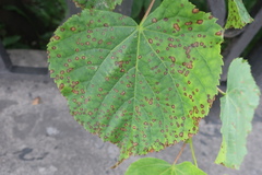 Paracercosporidium microsorum