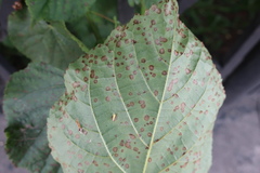 Paracercosporidium microsorum