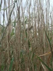 Acrocephalus scirpaceus