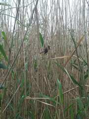 Acrocephalus scirpaceus