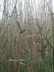 Acrocephalus scirpaceus