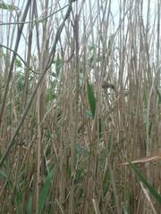 Acrocephalus scirpaceus