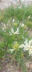 Oxytropis muricata