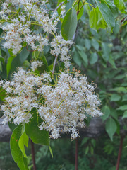Amur Lilac (Syringa amurensis)