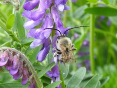 Eucera longicornis