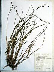 Carex augustinowiczii