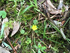 Lysimachia japonica