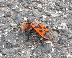 Pyrrhocoris apterus
