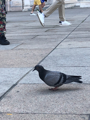 Columba livia domestica