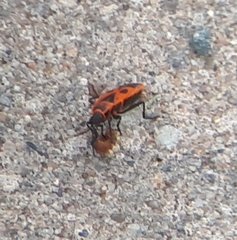 Pyrrhocoris apterus