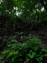 Aquilegia yabeana, photograph (c) Yi CHEN, some rights reserved (CC BY)