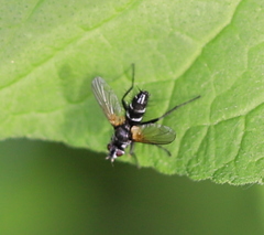Phyllomya volvulus