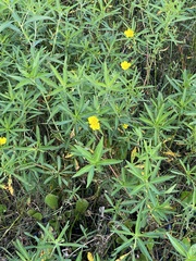 Ludwigia grandiflora