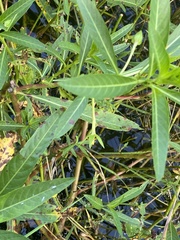 Ludwigia grandiflora