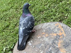 Columba livia domestica
