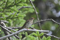 Catharus bicknelli