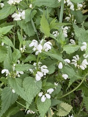 Lamium album