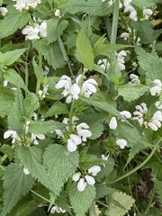 Lamium album