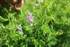 Vicia cracca