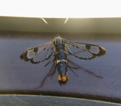 Synanthedon scoliaeformis